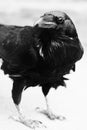 Black raven bird close up