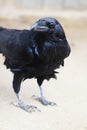 Black raven bird close up