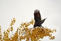 Black Raven. The bird flies up from the bush. Autumn bush with yellow foliage Royalty Free Stock Photo