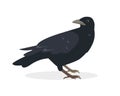 Black raven bird icon isolated for Nature and wildlife, birdwatching and ornithology design.