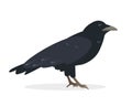 Black Raven bird icon isolated on white.