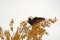 Black Raven. The bird sits on a bush. Autumn bush with yellow foliage Royalty Free Stock Photo