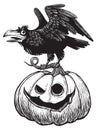 Black raven bird sitting on top of scary Halloween pumpkin