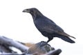 Black Raven bird