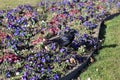 Black Raven on a Flower Bed in Switzerland Royalty Free Stock Photo