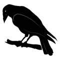 Black raven bird on white background