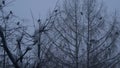 Black raven birds flock, bare leafless branch, many dark crows on tree in winter