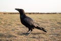 Black raven and black carrion crow, stands on the ground