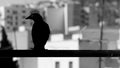 Black raven on a black rod in Tetouan city