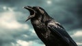 Black raven calling under stormy sky, nature and mystery concept Royalty Free Stock Photo