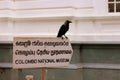 Black raven on colombo national museum in sri lanka