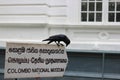 Black raven on colombo national museum in sri lanka