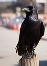 Black raven or crow