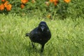 Black raven, crow strutting in the high grass, on a meadow