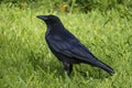 Black raven, crow strutting in the high grass, on a meadow