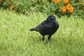 Black raven, crow strutting in the high grass, on a meadow