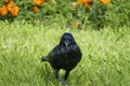 Black raven, crow strutting in the high grass, on a meadow