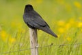 Black raven on a fence in Zurich in Switzerland Royalty Free Stock Photo
