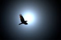 Black Raven Flies against Full Moon