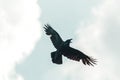Black raven flies spread its wings