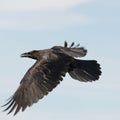 Black Raven flying Royalty Free Stock Photo