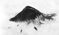 Black raven flying through mist Royalty Free Stock Photo