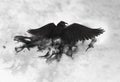 Black raven flying through mist Royalty Free Stock Photo