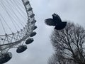 Black raven is flying towards the London Eye in England under a cloudy sky