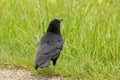 Black raven on a green field in Zurich in Switzerland Royalty Free Stock Photo