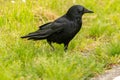 Black raven on a green field in Zurich in Switzerland Royalty Free Stock Photo