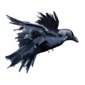 Black Raven. Isolated on white background. Royalty Free Stock Photo