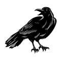 Black raven isolated on white