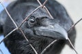 Black raven looking thru the lattice