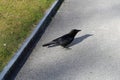 Black Raven and Meadow in Switzerland Royalty Free Stock Photo