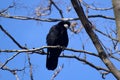 Black raven in moonlight perched on tree. Scary, creepy, gothic setting. Cloudy night. Royalty Free Stock Photo