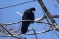 Black raven in moonlight perched on tree. Scary, creepy, gothic setting. Cloudy night. Royalty Free Stock Photo