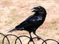 black raven perched on a fence looking back symbol of the tower of london