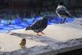 Black raven and pigeon walking on the stone