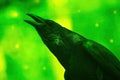 Black raven screams on green background Royalty Free Stock Photo