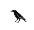 Black Raven Silhouette Royalty Free Stock Photo