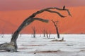 Black raven sit on the acacia dead tree Royalty Free Stock Photo