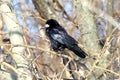 A black raven sits in autumn forest on Halloween. Black bird on branch raven, corbie