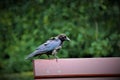 A black raven sits on a bench in a park
