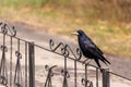 The black raven sits on on a metal forged fence and looks into the camera