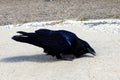 Black Raven Sits On The Road And Eat Food