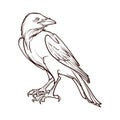 Black Raven sitting. Accurate line drawing. isolated on white background. Halloween design element.