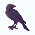 Black Raven sitting. Accurate line drawing paited and shaded. isolated on white background. Halloween design element.