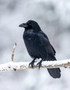 Black raven sitting on frozen tree branch in falling snow, cold winter. Royalty Free Stock Photo