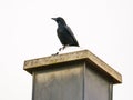 Black raven sitting on the house chimney