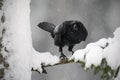Black raven sitting on the snow tree during winter